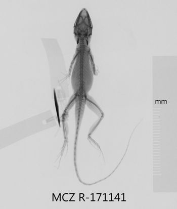 Media type: image;   Herpetology R-171141 Aspect: dorsoventral x-ray